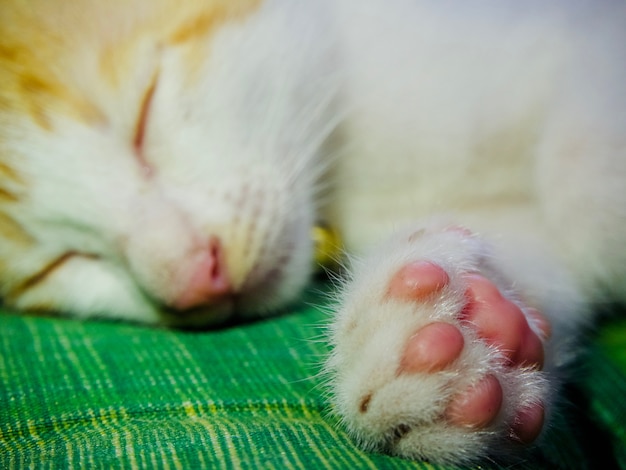 Foto primo piano della zampa di gatto, gatto addormentato, fuoco selettivo sulla zampa del gatto