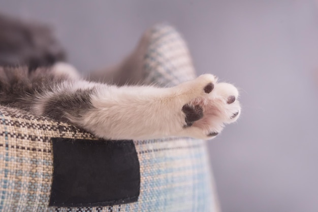 고양이 발 회색과 흰색 국내 고양이 수평