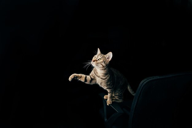 Foto il gatto batte la zampa curioso per l'insetto