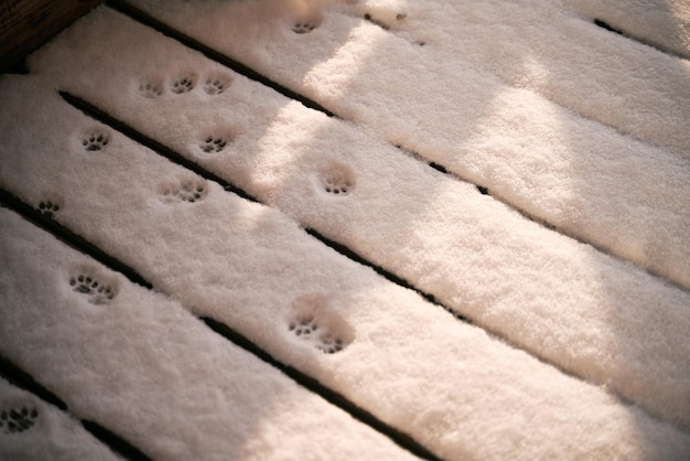 新雪の上の猫の足 雪の中の猫の足跡 新雪の上の猫の足跡