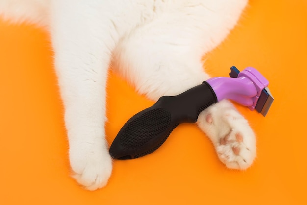 cat paws and grooming brush