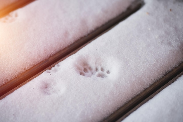 눈 위의 고양이 발 눈 덮인 나무 테라스의 고양이 발 자국 겨울에 야외에서 탐험하는 애완동물