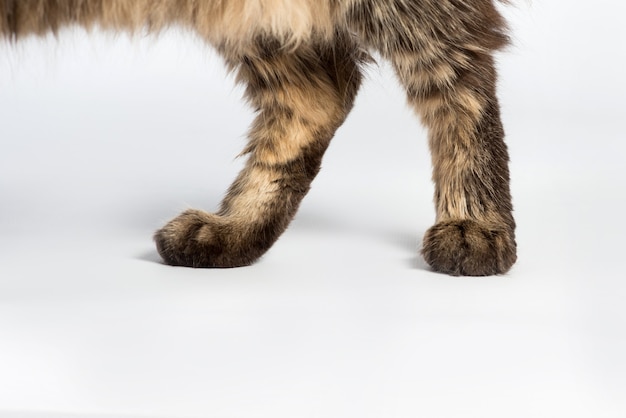 Cat paws on a white background close-up