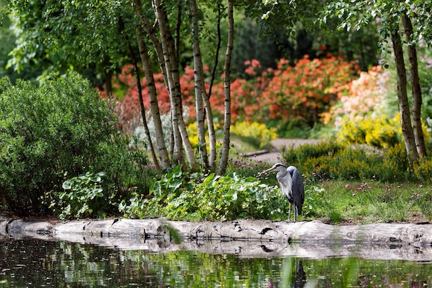 Foto cattura di pesci al lago nel parco