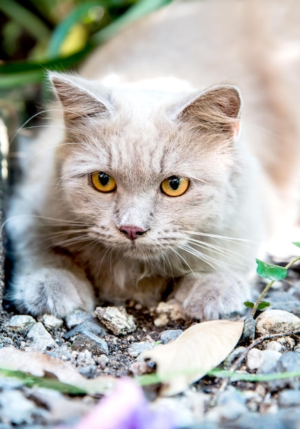 Кошка Персидская, милое животное и домашнее животное в саду