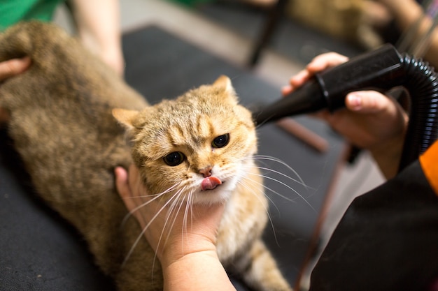 Photo cat and pet grooming in beauty salon.