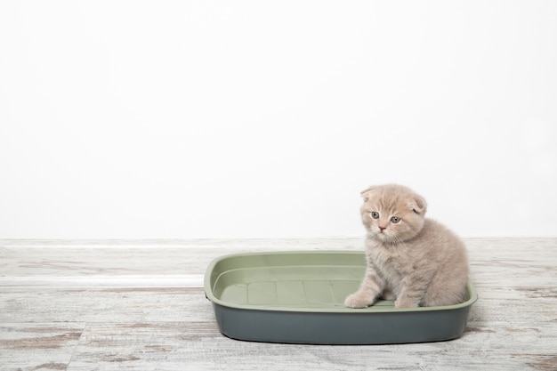 cat in plastic litter box on floor