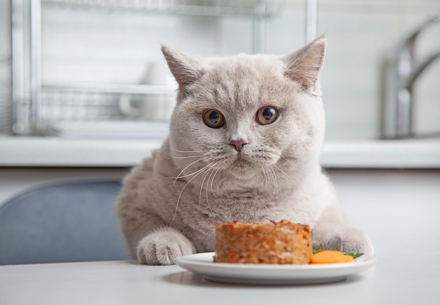 Gatto e piatto di cibo per animali domestici in cucina domestica, messa a fuoco selettiva