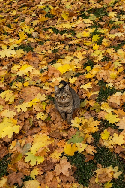 Foto gatto che gioca in autunno con fogliame gattino in foglie colorate sulla natura