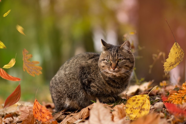 No.1610 ぐで猫 紅葉