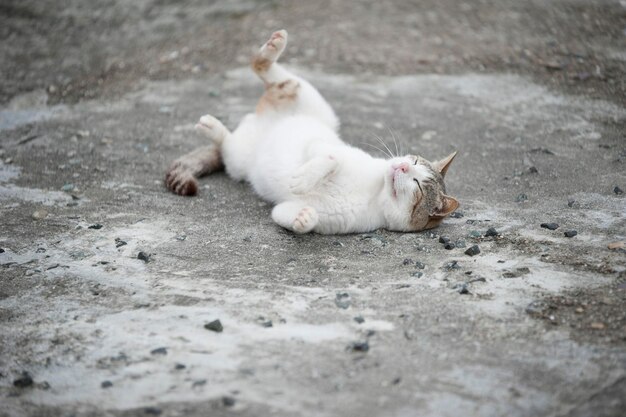 사진 거리에서 놀고 있는 고양이