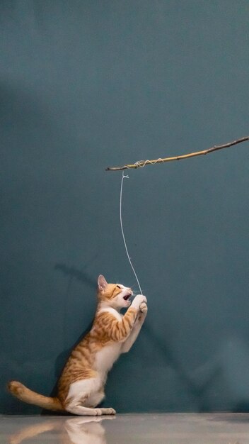 Photo cat playing rope