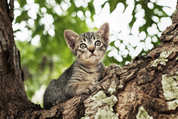 Gatto che gioca sull'albero