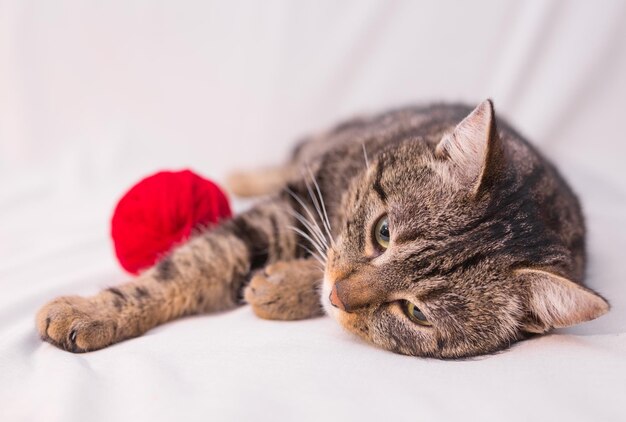 Cat playing with ball of red yarn