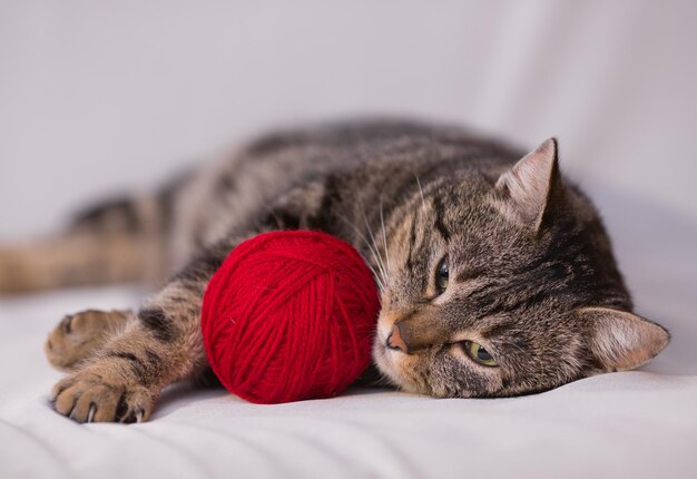 Cat playing with ball of red yarn