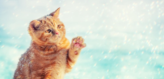 Cat playing with snow Little ginger kitten with a paw in the air