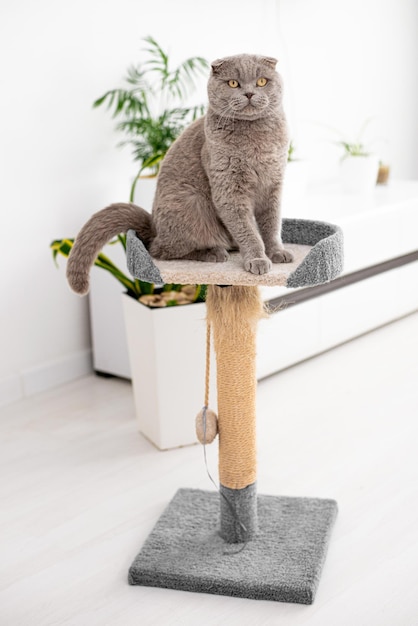 Photo cat plays with a scratching post in the living room natural lighting