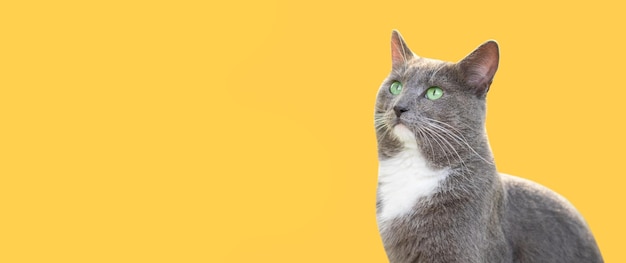 猫の肖像画 ネズミの鼻 クローズアップ 大きな緑の目を持つ優雅な灰色の猫 スタジオに隔離された黄色い背景 楽しい猫 感情的な灰色 猫の毛深い子猫 横のバナー テキストのスペース コピースペース