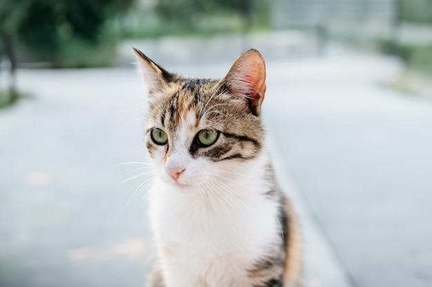 야외에서 고양이 초상화