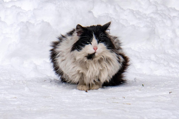 雪背景の猫の肖像画