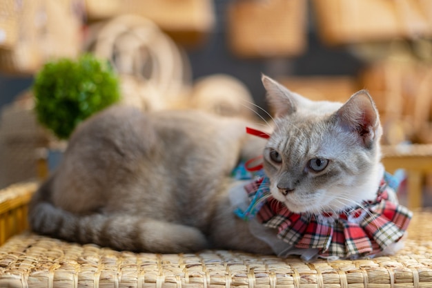 自宅のテーブルの上の猫の肖像画