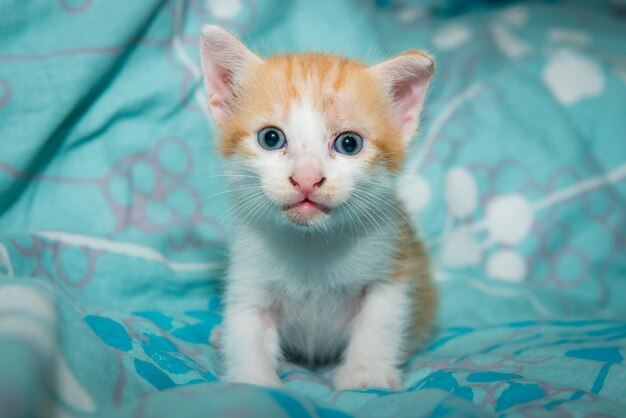 Photo cat portrait