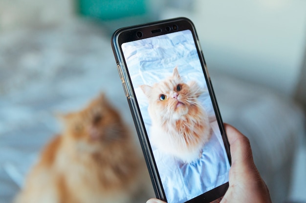 Cat posing for a picture taking by the phone