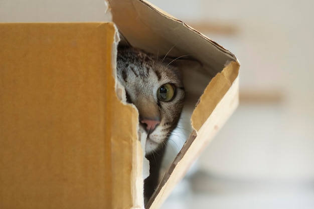 Cat in post box are looking from inside