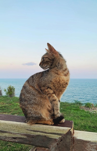 A cat in profile sits against the background of the sea and the blue sky