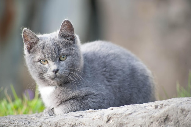 猫の子犬