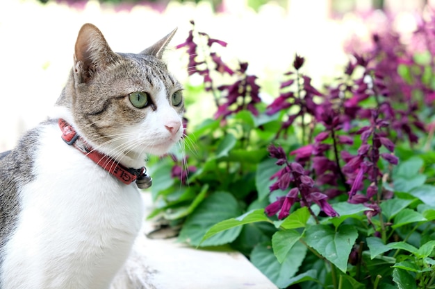 Cat and purple flower