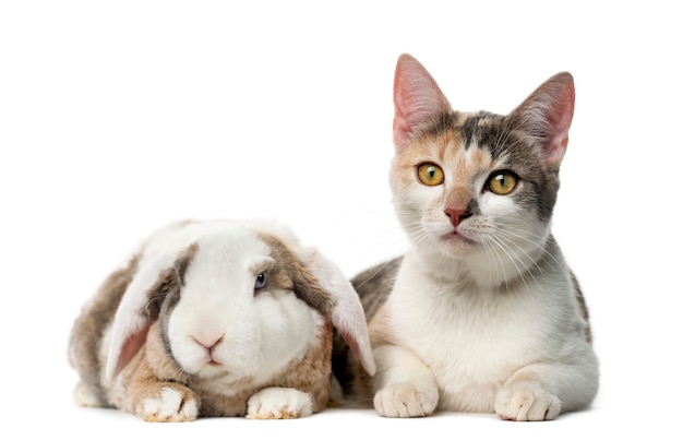 Cat and rabbit in front of a white wall