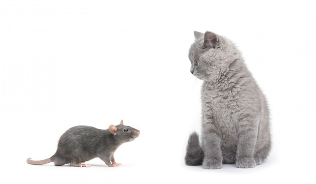 Cat and rat