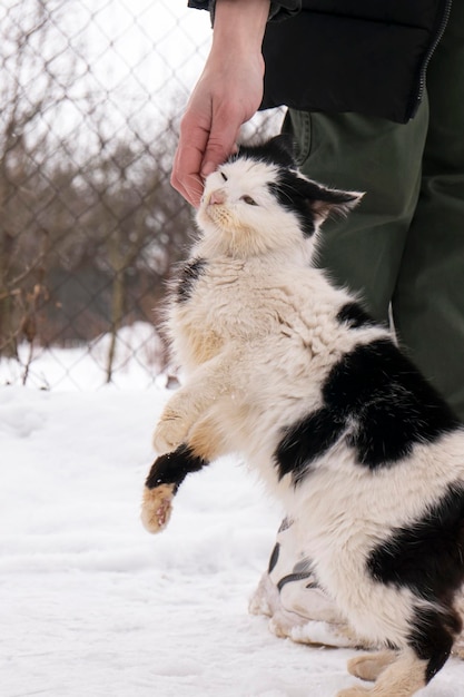 The cat reaches out to be stroked the hand caresses the kitten