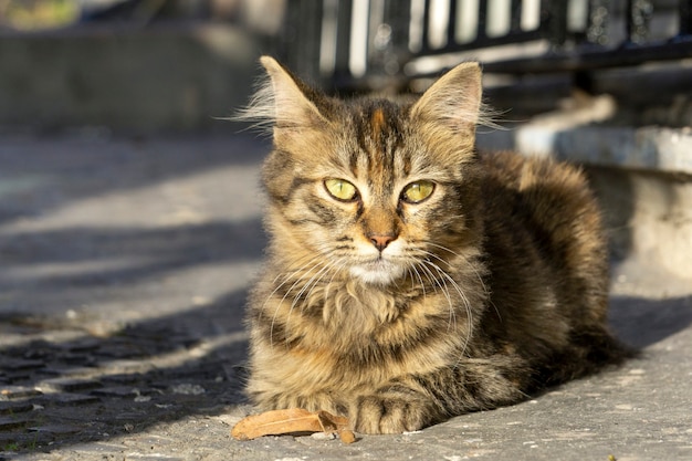 cat relaxed cats on the street