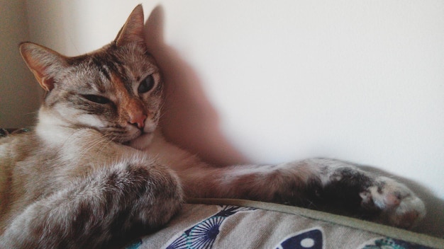 家のベッドの壁に寄りかかってリラックスする猫