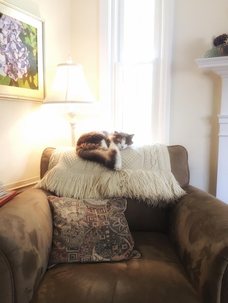 Cat relaxing on armchair in living room