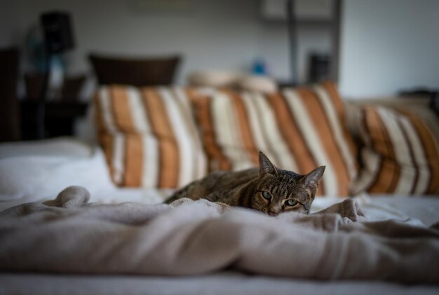 Foto gatto che si rilassa a letto a casa