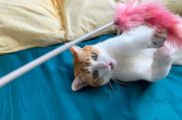 Cat relaxing on bed at home