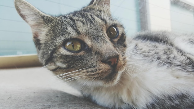 Cat relaxing on bed at home