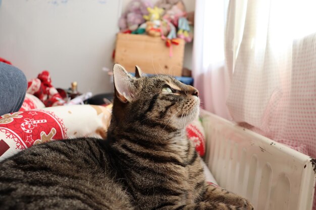 Cat relaxing on bed at home