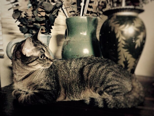Фото Кошка отдыхает у вазы на столе.