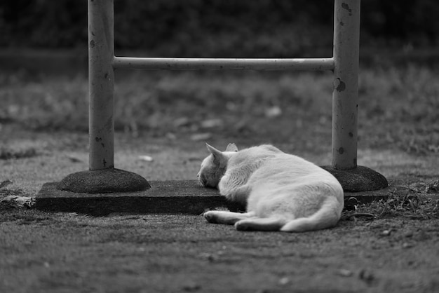 Foto gatto che si rilassa sul campo al parco giochi