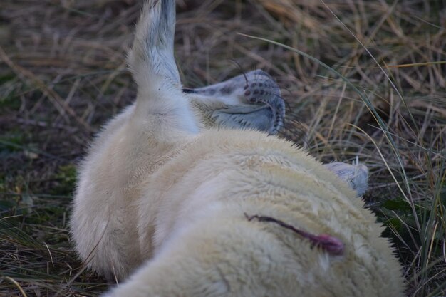 Foto gatto che si rilassa sul campo