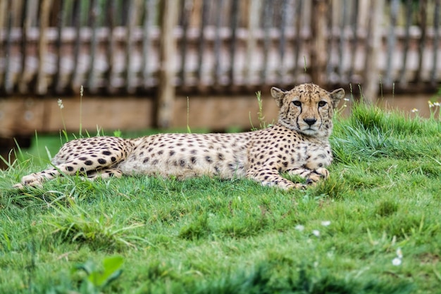 Cat relaxing on field