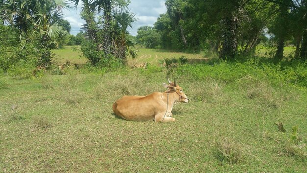 Cat relaxing on field