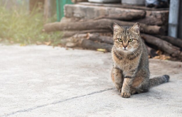 猫は床にぴったり、茶色の猫と白い猫