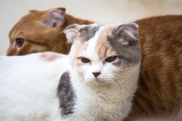 바닥, 갈색 고양이와 흰 고양이에 편안한 고양이
