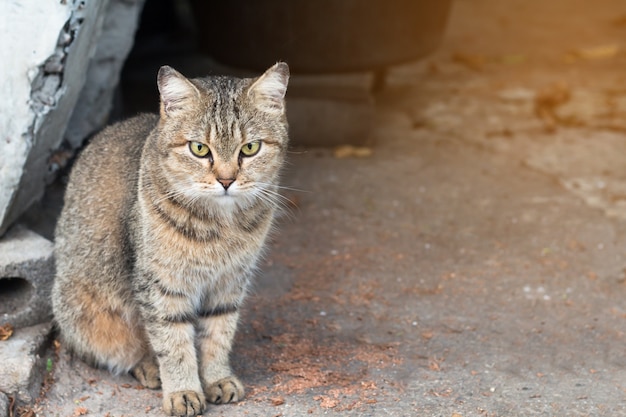 猫は床にぴったり、茶色の猫と白い猫