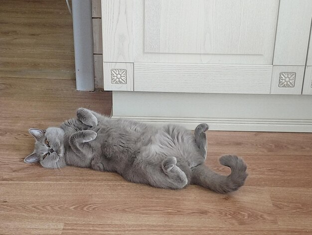 Photo cat relaxing on floor at home